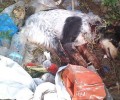 Βρήκε σφαγμένα δύο σκυλιά στην Παναγοπούλα Αχαΐας